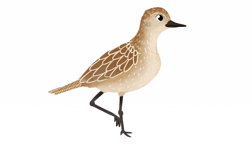 An illustration of a Pacific Golden Plover